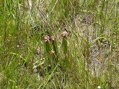 Sarracenia minor minor