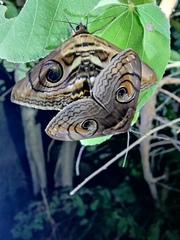 Spirama retorta