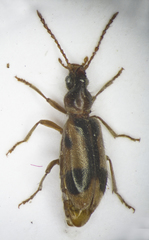 Notoxus monoceros
