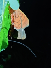 Spirama retorta