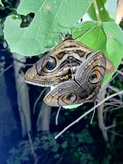 Spirama retorta