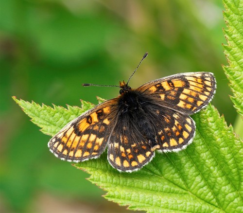Melitaea menetriesi