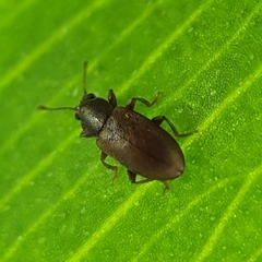 Enicmosoma