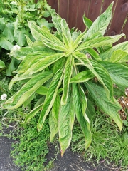 Echium pininana