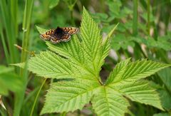 Melitaea menetriesi