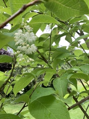 Pterostyrax hispida