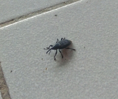 Odoiporus longicollis