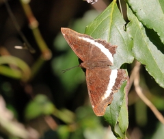 Eurytela hiarbas