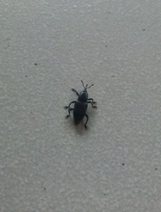 Odoiporus longicollis