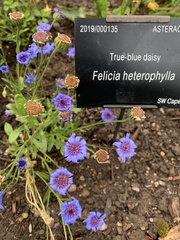 Felicia heterophylla