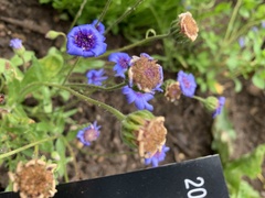 Felicia heterophylla