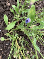 Felicia heterophylla
