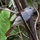 Terpsiphone bourbonnensis