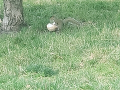 Sciurus carolinensis