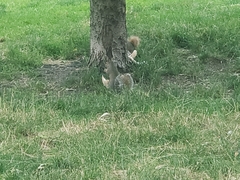 Sciurus carolinensis
