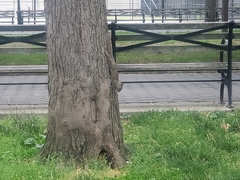 Sciurus carolinensis