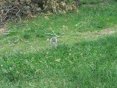 Sciurus carolinensis