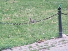 Sciurus carolinensis