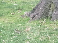 Sciurus carolinensis