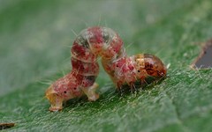 Hydriomena impluviata