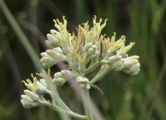 Lachnanthes caroliniana image