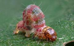 Hydriomena impluviata