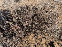 Ruschia cradockensis