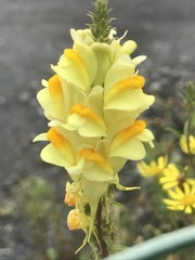 Linaria vulgaris