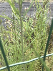 Linaria vulgaris
