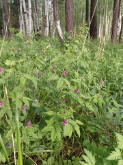 Vicia venosa baicalensis