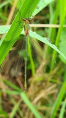 Lestes virens