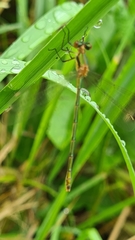 Lestes virens