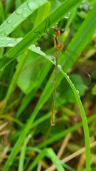 Lestes virens