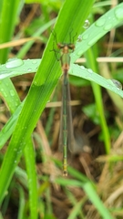 Lestes virens