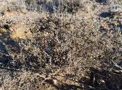 Mestoklema tuberosum