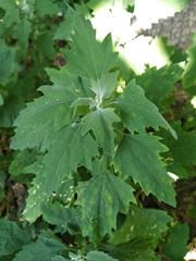 Chenopodium suecicum