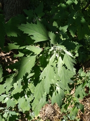 Chenopodium suecicum