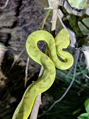 Craspedocephalus gramineus