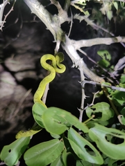 Craspedocephalus gramineus