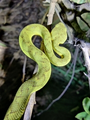 Craspedocephalus gramineus