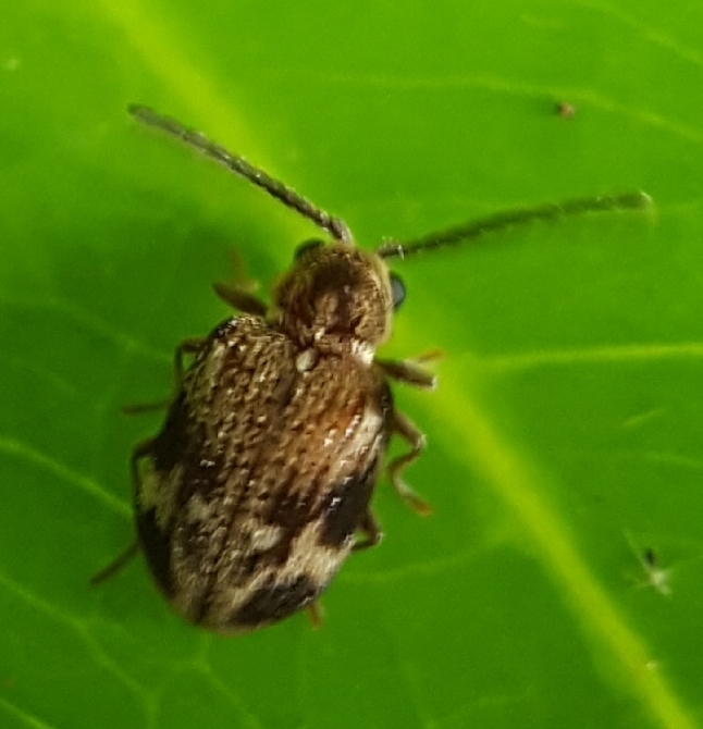 Trymolophus mascarenhasi