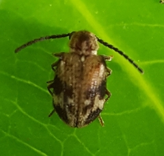 Ptininae