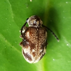 Ptininae