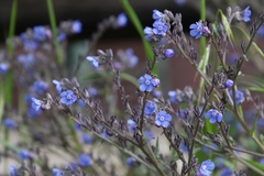 Cynoglottis barrelieri