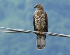 European Honey Buzzard photo 4