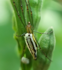 Leucauge undulata