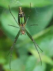Leucauge undulata