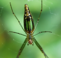 Leucauge undulata