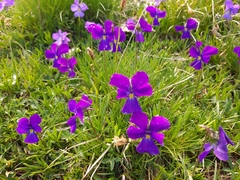 Viola calcarata