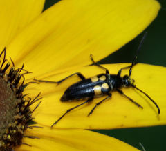Typocerus lunulatus
